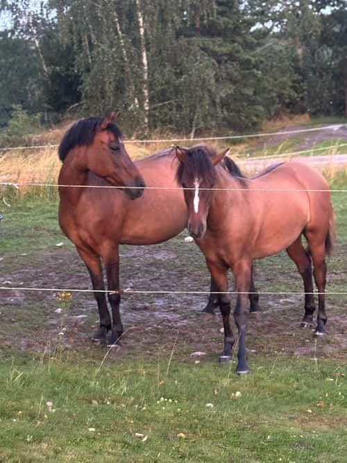 Bild av Ponnykille för framtiden