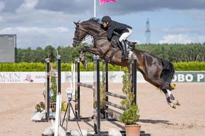 Inlägg 13 av Hannoveraner med titeln SM-silver i Young rider SM 145 cm