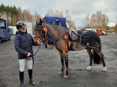 Post 154 of Show jumping