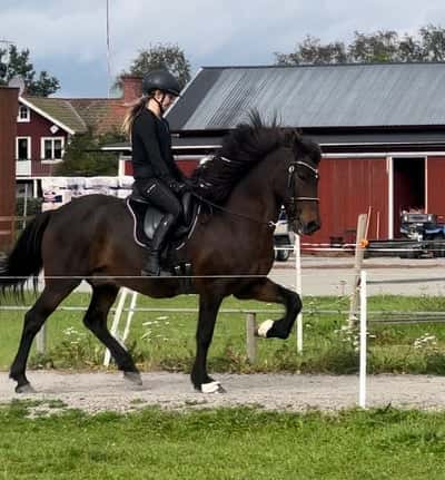 Inlägg 46 av Island med titeln träning 16/9