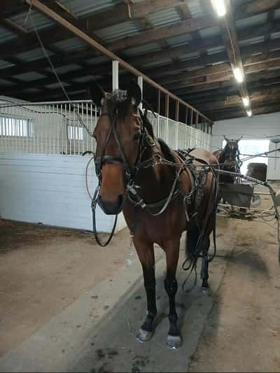 Post 4 of Warmblood Trotter with title Gör sig redo för resa till Timo Nurmos 5/11