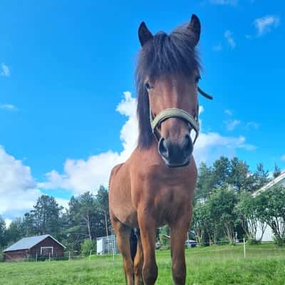 Ivan från Råbockebacke