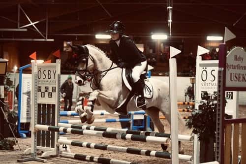 Bild av Sockersöt ponny söker sin nya bästa vän!