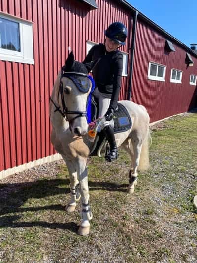 Post 216 of Show jumping with title Tävling❤️