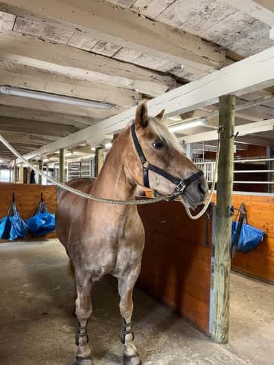Inlägg 24 av Haflinger med titeln ❤️❤️