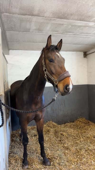 Post 17 of Halfblood with title Påsklov 