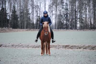 Inlägg 11 av Islandshäst med titeln Finaste tjejen 🤍❄️