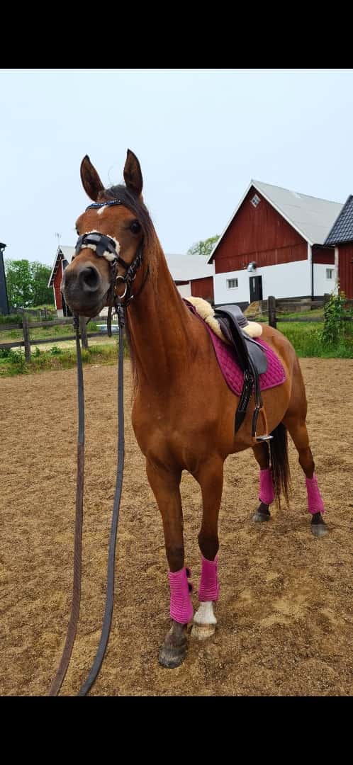 Bild av Panda - Arabiskt fullblod!