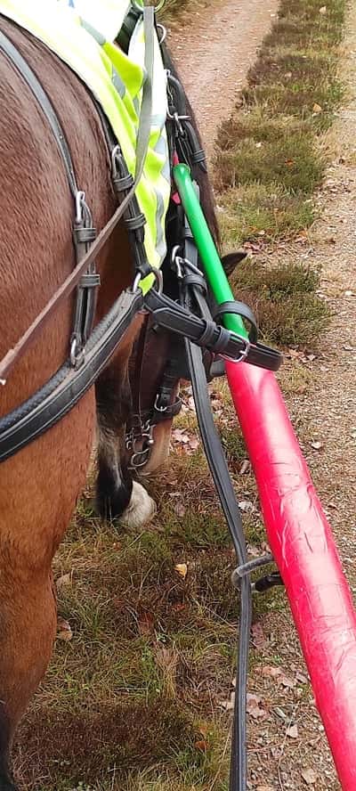 Post 21 of Para Equestrian with title Fika