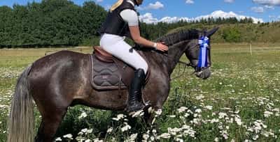 Post 405 of Show jumping with title Kvalad championatet🍀