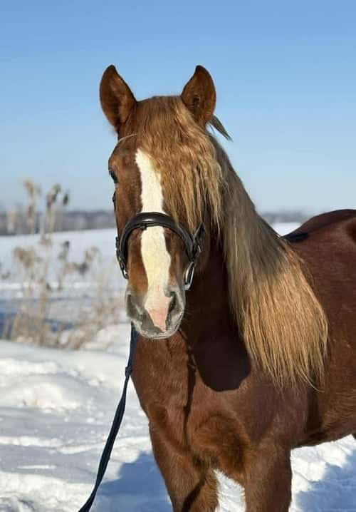 Bild av En riktig käck 6årig allroundhäst