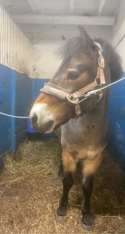 Post 2 of Exmoor Pony with title Hej det är jag som är busiga Nemo💗