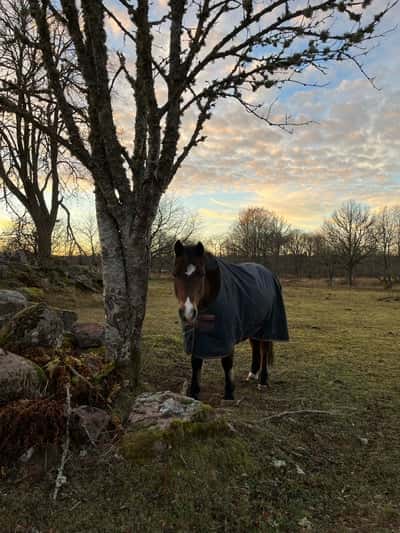 Inlägg 6 av Tysk Sporthäst med titeln Ferro 💕💕❤️