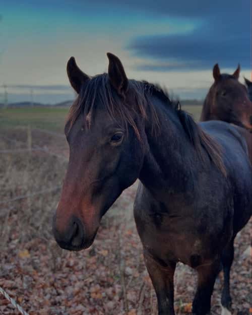 Bild av Snygg valack med utstrålning & härlig uppsyn av mindre modell!
