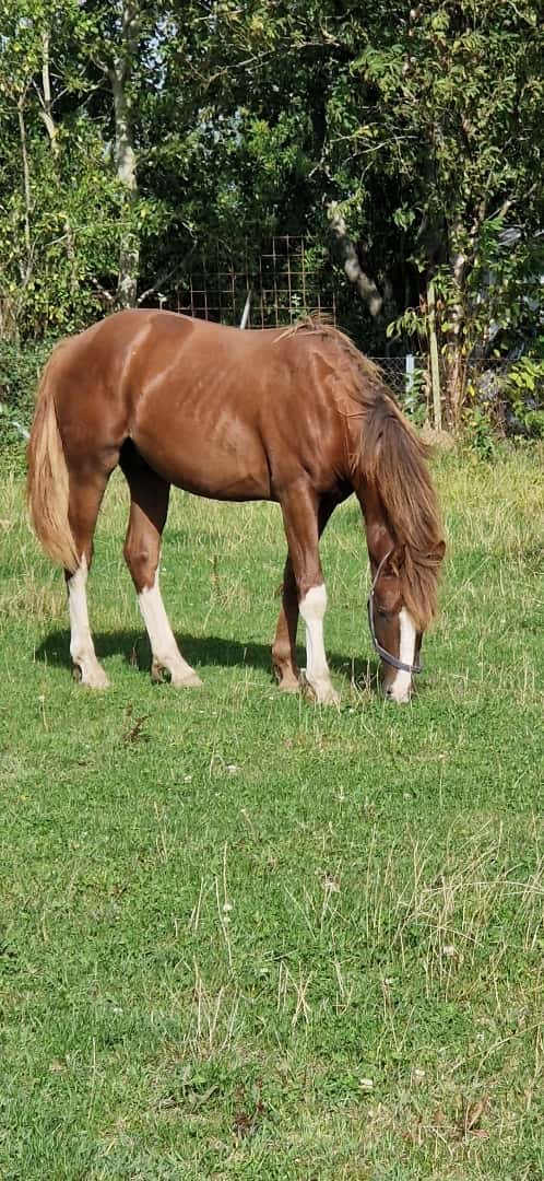 Bild av ⭐️ Gyllens Alpha ⭐️