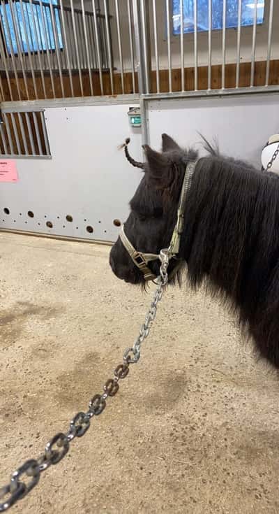 Inlägg 3 av Allround med titeln Titanicorn✨🦄