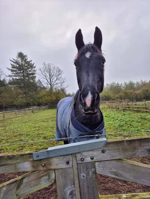 Bild av SNYGG VALACK!  Då min kropp inte håller för ridning längre så söker min stjärna ett nytt hem. Fina gångarter. Kan byten, öppna, sluta mm Ej tävlad pga mitt ointresse. Rids just nu av hoppryttare. Snäll i all hantering. Fått regelbunden massage och faciabehandling. Ingen skadehistorik. Något svårlastad. All utrustning medföljer. Hemmet viktigast.