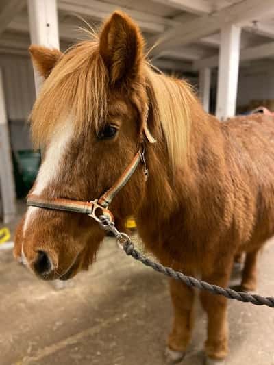 Soldis fra Grönlund