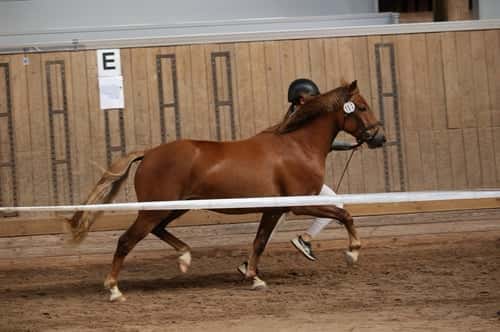 Bild av 3 årig multitalang med fantastiska gångarter