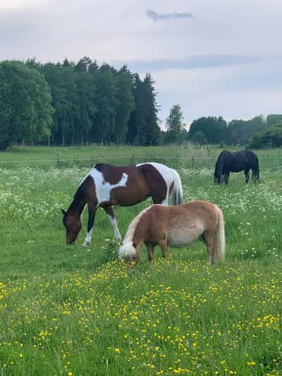 Inlägg 14 av Utställning med titeln Me and my bestie 