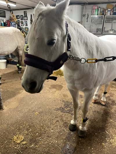 Inlägg 9 av Welshponny med titeln Min fina Corvette ❤️