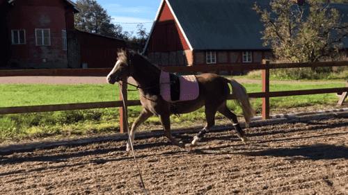 Bild av Världens bästa ponny🦄