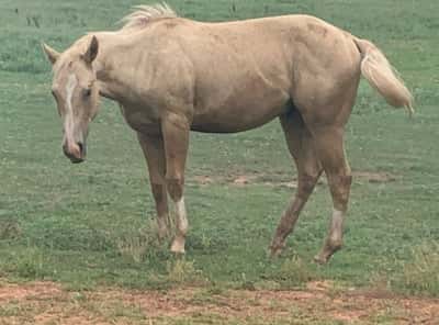 2020 palomino valack