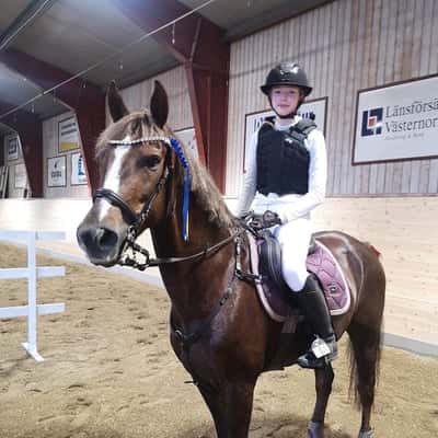 Inlägg 10 av Morganhäst med titeln Igår hoppade hon hem en rosett 🏵⭐️🤍