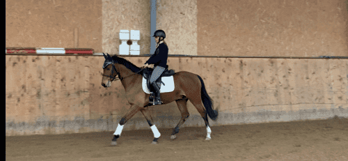 Bild av Lovande allroundponny söker 5 stjärnigt hem ✨