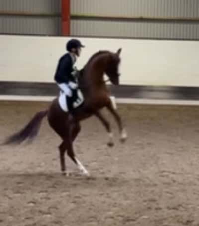 Inlägg 5 av Welshponny med titeln LB:1 med Ariel 😂