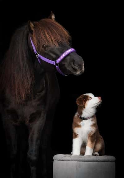 Inlägg 6 av Ponnytrav med titeln Quick Bond Modell För DesignaDinBoxskylt 