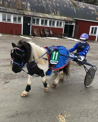 Inlägg 5 av Ponnytrav med titeln Ponnytrav 