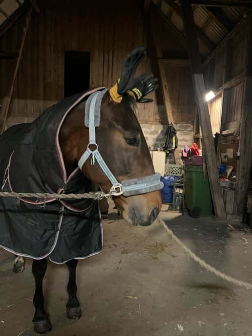 Bild av Varmblodig travare söker hem som ridhäst