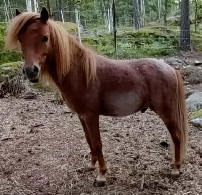 Lucky Charm Of Stable Island