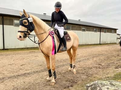 Post 74 of Show jumping with title ZOBERS FÖRSTA TÄVLING🥇