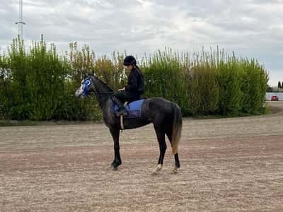 Post 101 of Show jumping