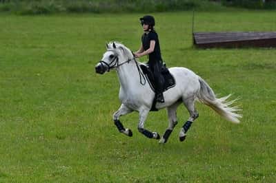 Inlägg 2 av Fälttävlan med titeln Terräng❤️❤️