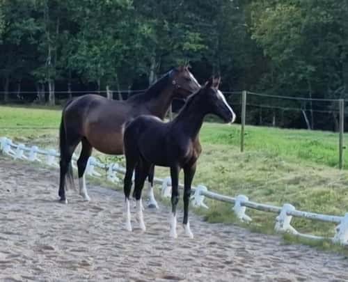 Bild av Hingst med utstrålning och framtiden för sig!
