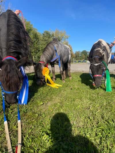 Inlägg 49 av Galopp