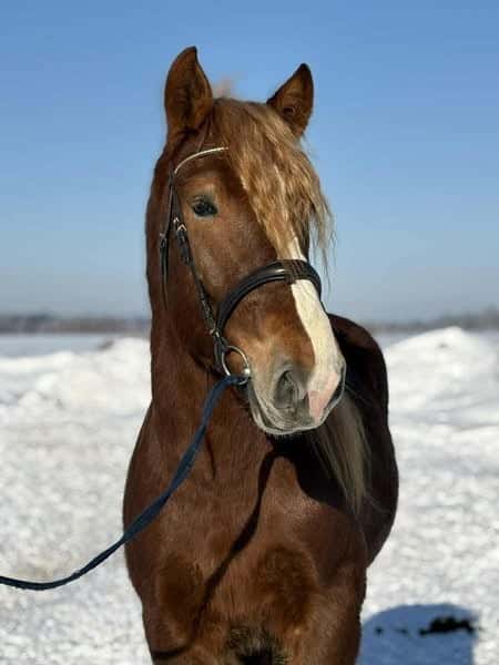 Bild av En riktig käck 6årig allroundhäst