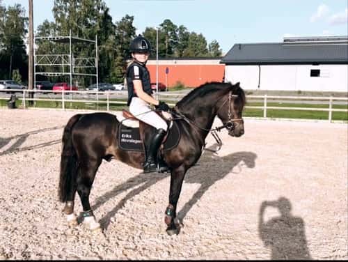 Bild av Blivande C-ponny e: Quintus 