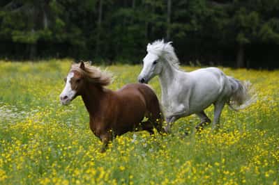Inlägg 10 av Korsningsponny med titeln Bete