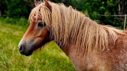 Bild av Charmig shetlandsvalack f-23