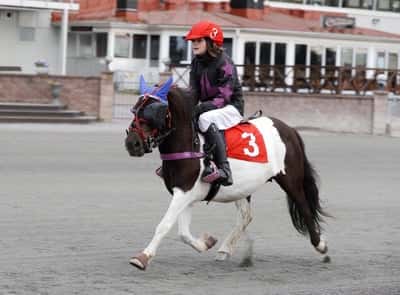 Inlägg 15 av Monté med titeln DPK’s Ponnytravgala 