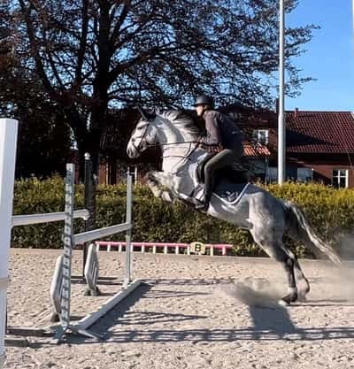 Inlägg 91 av Allround med titeln Pigg och väldigt hopp glad ponny 😍