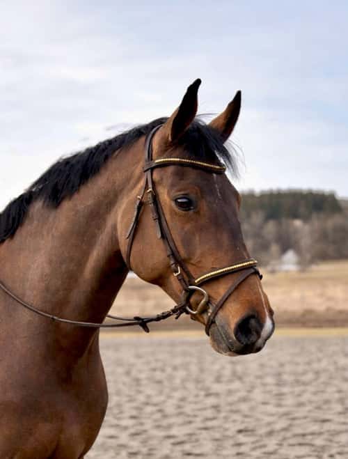 Bild av Rolig & snäll kompis att utvecklas med