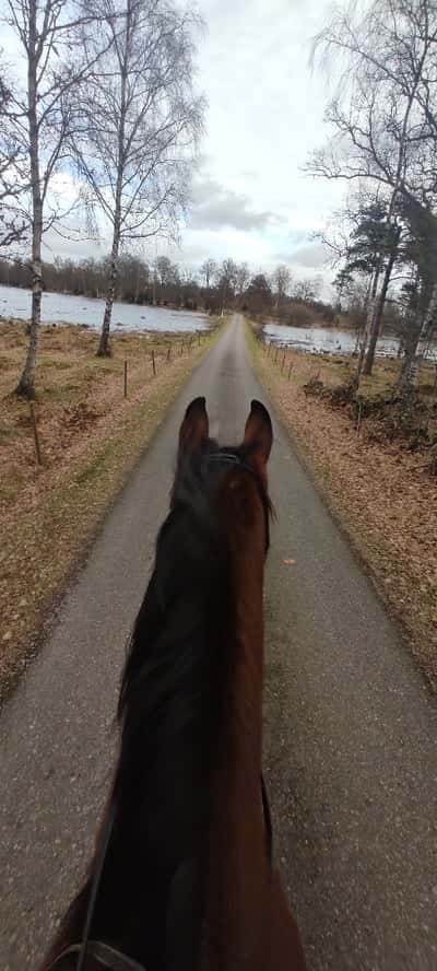 Inlägg 52 av Allround med titeln Långlunch 