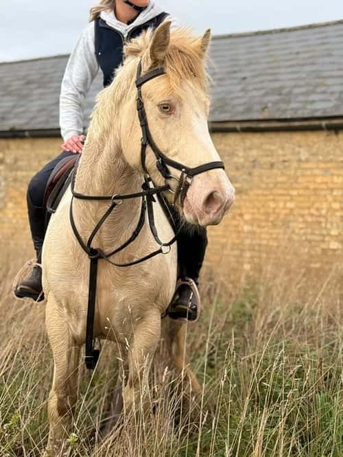 Bild av Slående citron- och vitirländsk allroundare - LENNIE