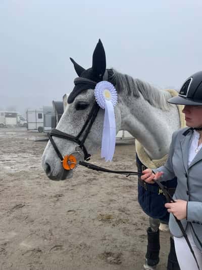 Post 476 of Show jumping with title Milla I Högbo 