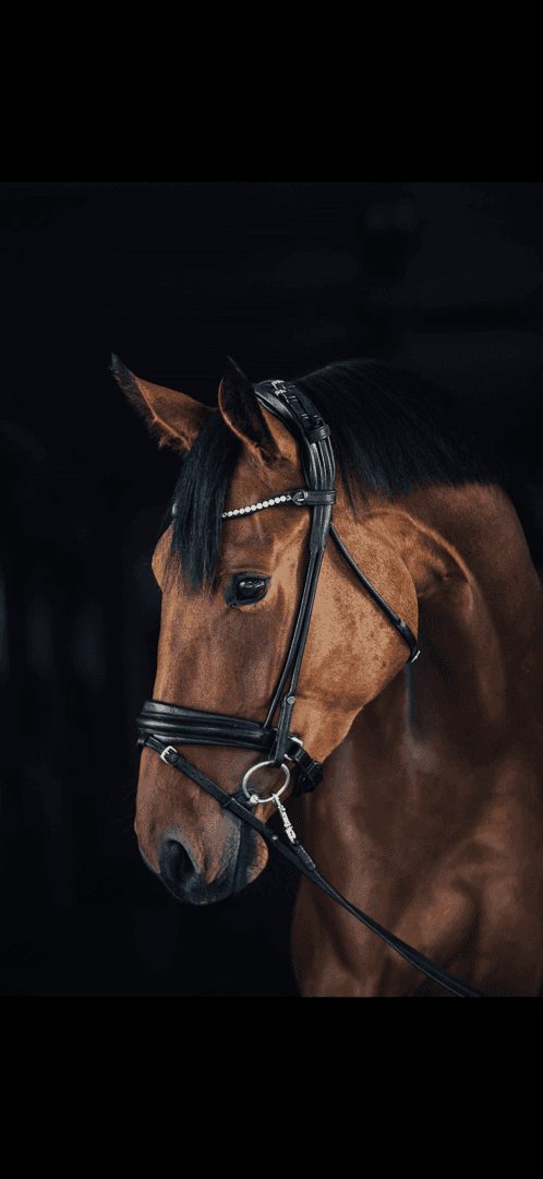 Bild av 3 årigt hoppsto ev fälttävlan 